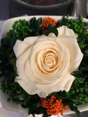 Preserved Individual White Rose Gift