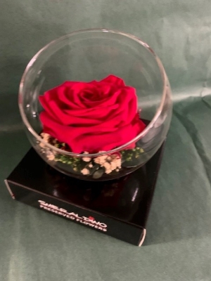 Preserved Red Rose in a Glass Bowl