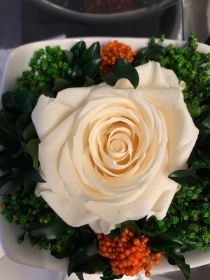 Preserved Individual White Rose Gift