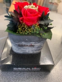 Preserved  3 Red Rose Gift in stone container